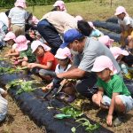 耕作放棄地を畑に活用し、サツマイモの苗を植える園児や利用者