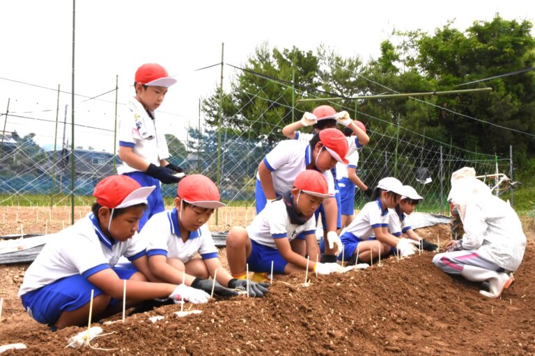 「つやまくさかり」の種イモを植える高倉小の児童=岡山県津山市で
