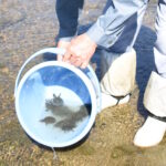 スッポンの子亀を放流する組合員＝岡山県津山市、皿川で