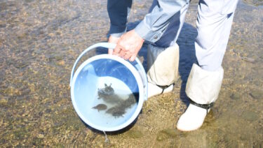 スッポンの子亀を放流する組合員＝岡山県津山市、皿川で