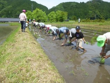 昔ながらの田植え体験　高専の留学生も参加　「日本のお米大好きです」／岡山・津山市