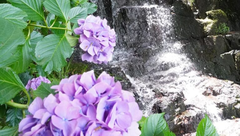 涼しげな滝とアジサイの競演＝津山市八社の小滝で