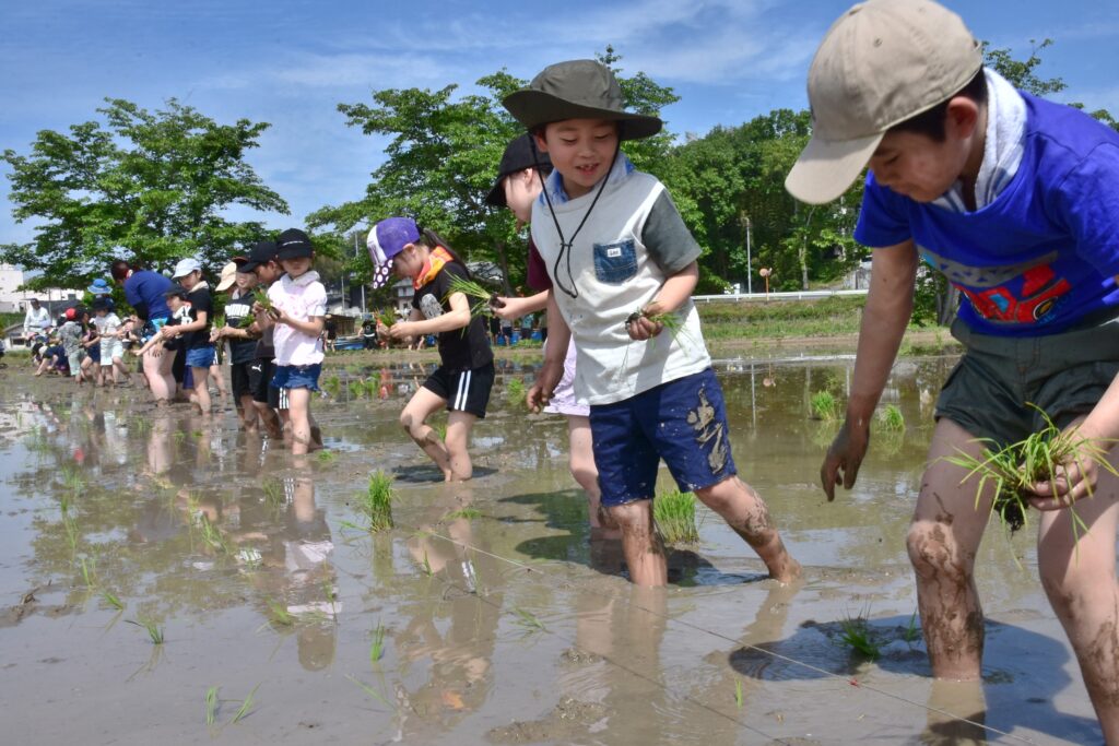 支援米の田植えに励む高野小の2年生