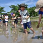 支援米の田植えに励む高野小の2年生