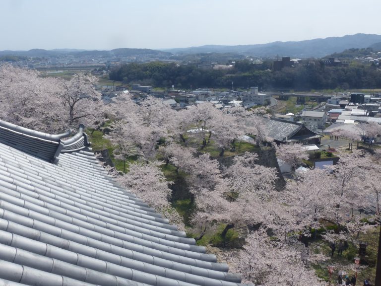 備中櫓（やぐら）の窓から眺めた桜のじゅうたん