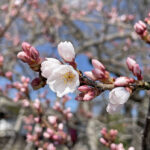 開花の兆しをみせる鶴山公園のさくら＝2024年3月27日 午後0時7分