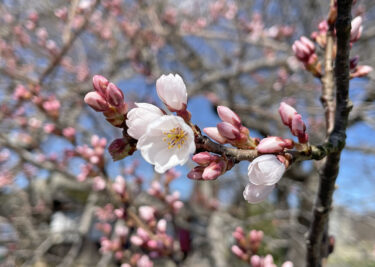 開花の兆しをみせる鶴山公園のさくら＝2024年3月27日 午後0時7分