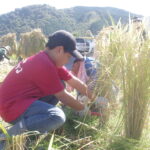 稲を刈っていく子どもたち=岡山県津山市で