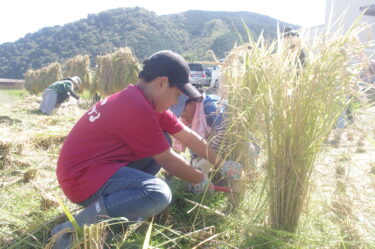 稲を刈っていく子どもたち=岡山県津山市で