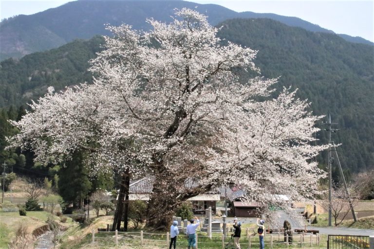 満開となった尾所の桜＝13日正午