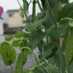 春の雨に打たれ鮮やかさを増すサヤエンドウ