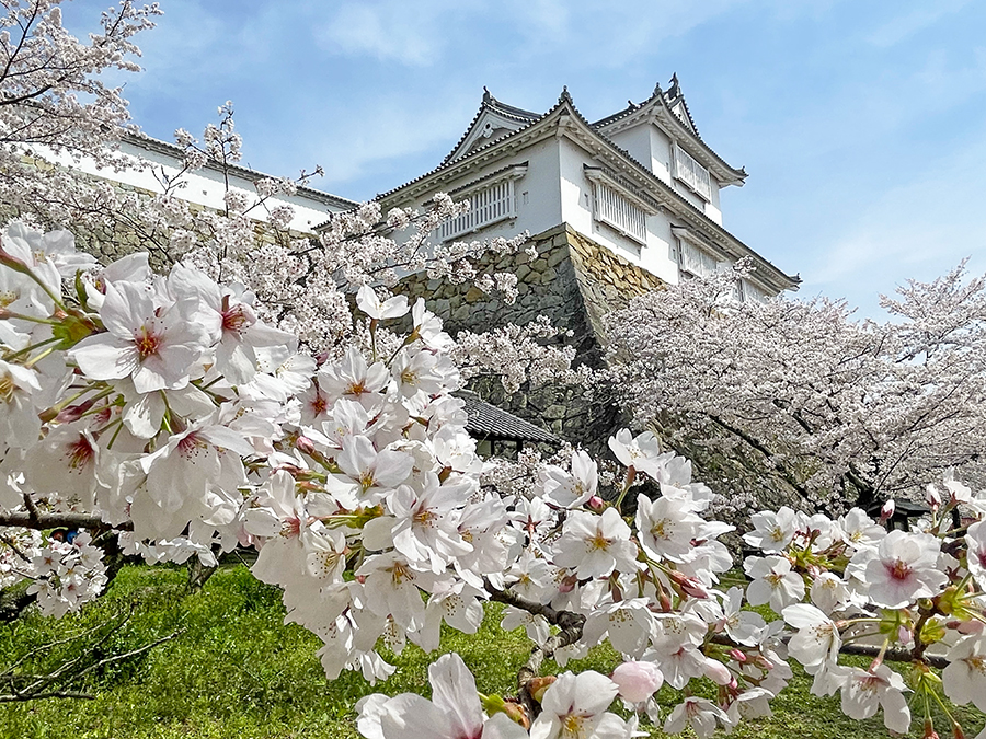 春の津山城の桜