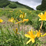 咲き始めた恩原高原スキー場のニッコウキスゲ=岡山県鏡野町で