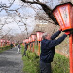 手際よくぼんぼりを設置する観光協会職員ら＝岡山県津山市で