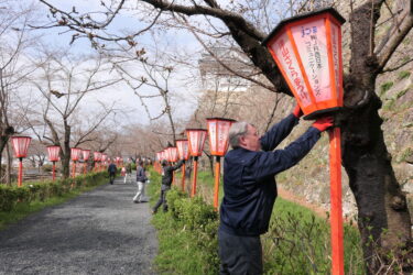 手際よくぼんぼりを設置する観光協会職員ら＝岡山県津山市で