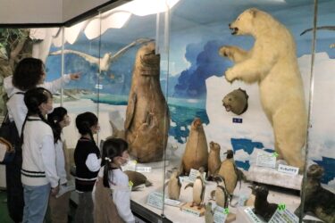 ホッキョクグマにアムールヒョウも　「ふしぎ館」が開館60年で記念祭　２万点の貴重な標本に見入る／岡山・津山市