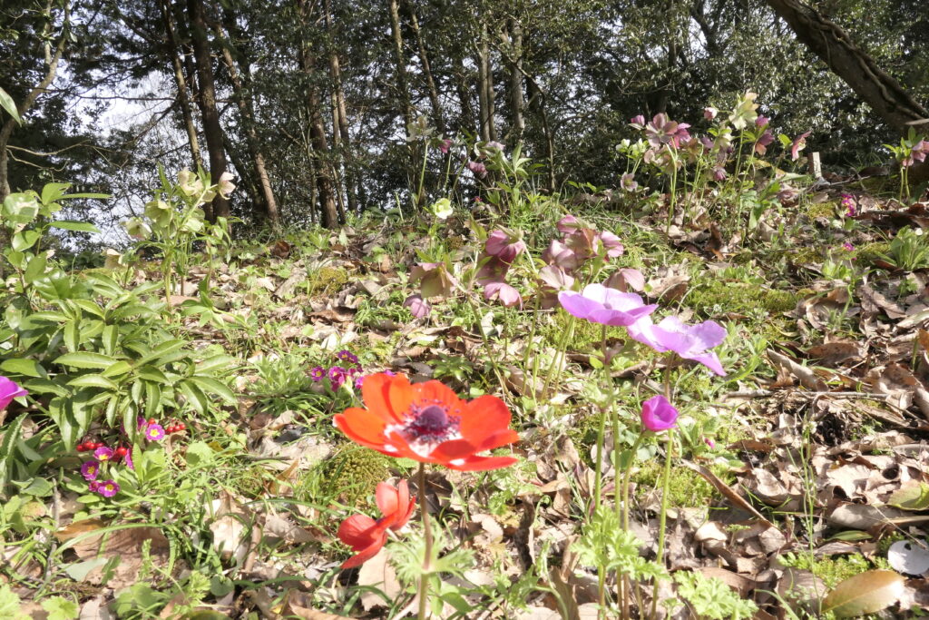 畑やその周辺を彩る春の花々