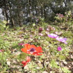 畑やその周辺を彩る春の花々