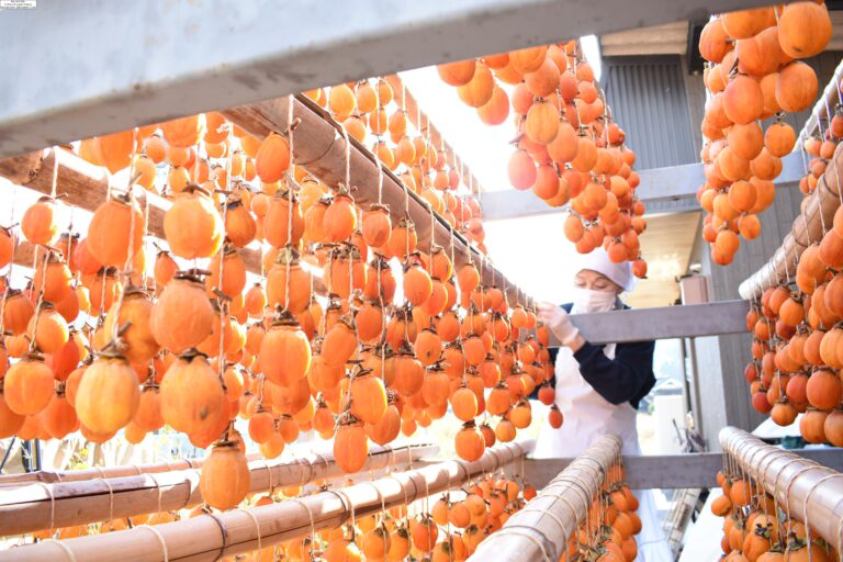 加茂地区で行われているつるし柿作り=岡山県津山市で