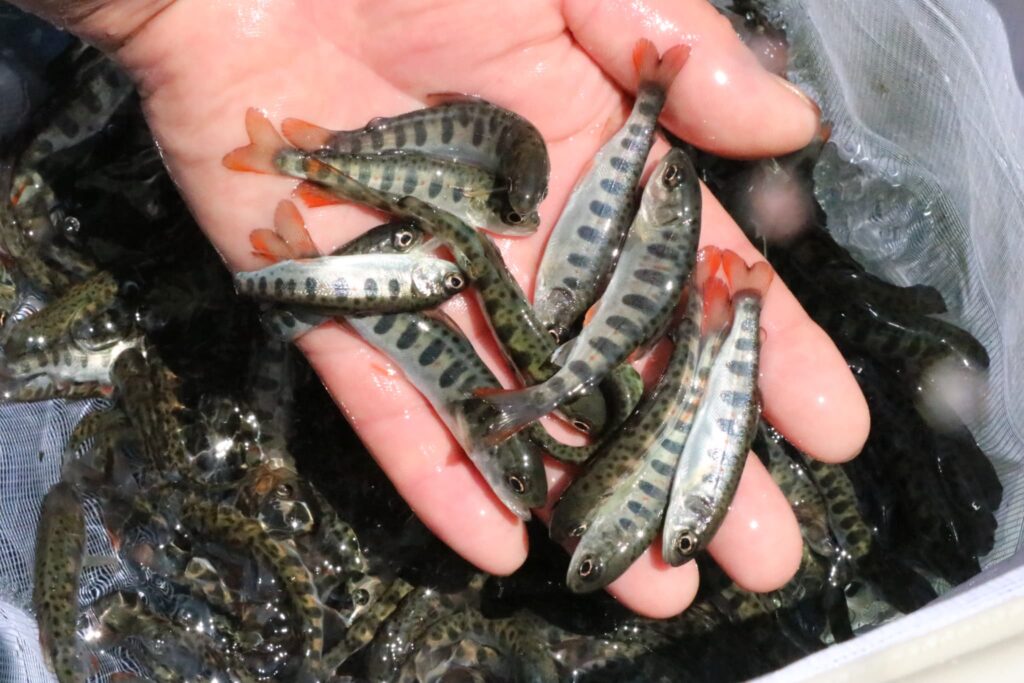 放流されたアマゴの稚魚