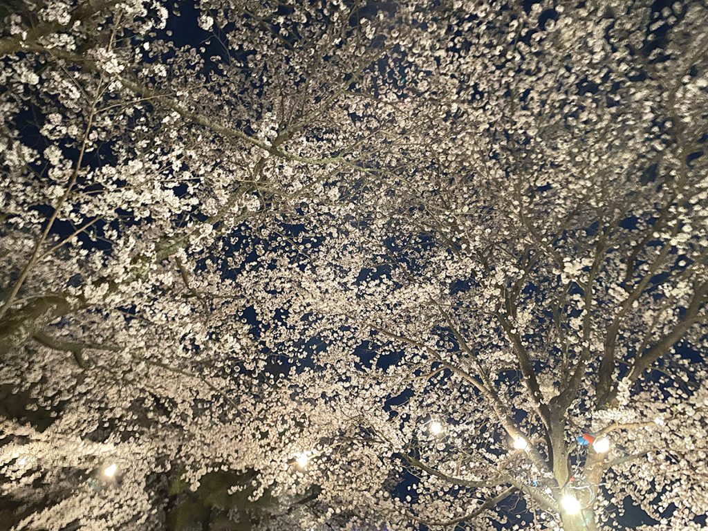 綺麗にライトアップされた夜桜=2023年3月29日午後7時12分