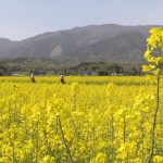 那岐連山を背景に咲き誇る菜の花