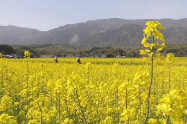 春色じゅうたん　山麓の菜の花が見頃　16日には「まつり」も／岡山・奈義町