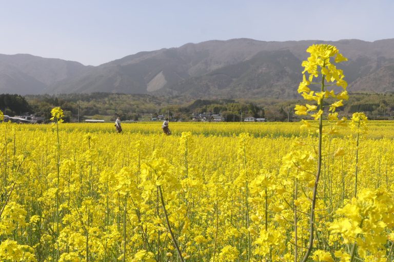 那岐連山を背景に咲き誇る菜の花