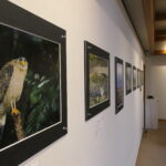 さまざまな野鳥をとらえた写真が並ぶ会場=岡山県津山市で