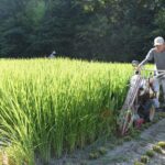 正月のお飾りに使うための稲を収穫する中島さん=岡山県津山市で