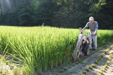正月のお飾りに使うための稲を収穫する中島さん=岡山県津山市で