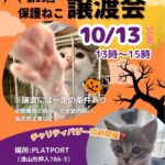 i&go第13回保護ねこ譲渡会のちらし