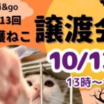 i&go第13回保護ねこ譲渡会のちらし