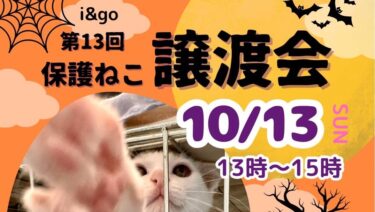 i&go第13回保護ねこ譲渡会のちらし