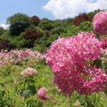 見事な咲き姿のピンク色のアジサイ