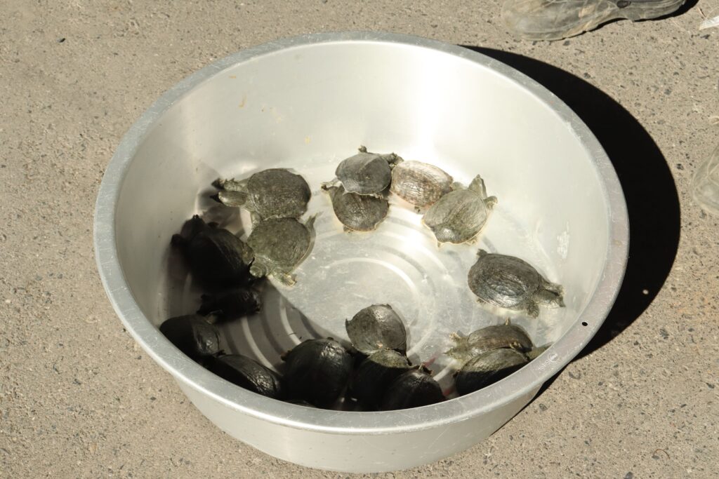 たらいに入れられた放流前のスッポン子亀