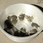 たらいに入れられた放流前のスッポン子亀