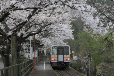 桜のトンネルをくぐる列車＝岡山県津山市で（3日6時14分撮影）