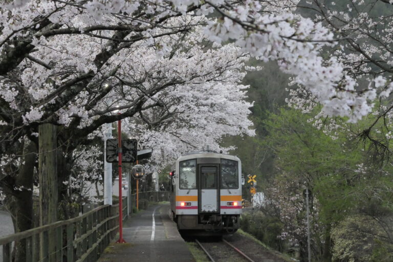 桜のトンネルをくぐる列車＝岡山県津山市で（3日6時14分撮影）