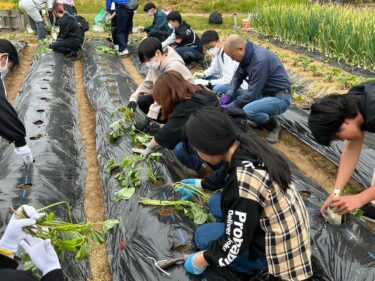 サツマイモの苗を植える生徒たち