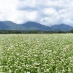 見ごろを迎えた蒜山高原のソバの花=岡山県真庭市で