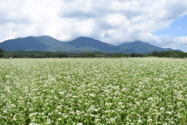 見ごろを迎えた蒜山高原のソバの花=岡山県真庭市で