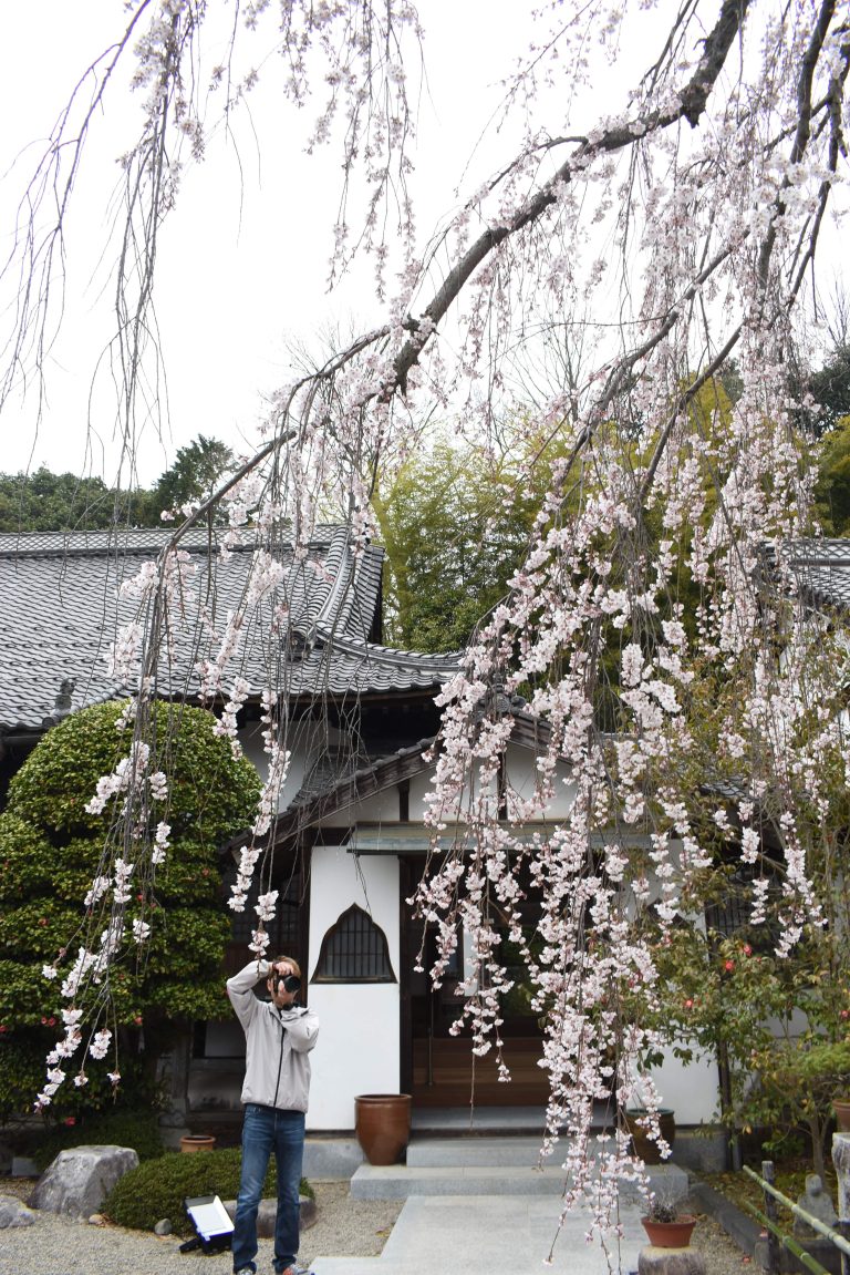 満開を迎えた千光寺の枝垂れ桜