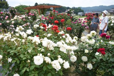 咲き誇るバラにうっとり　個人のバラ園に335品種　「イギリスに来たみたい」／岡山・津山市