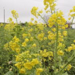 周囲の景観を彩る菜の花=岡山県津山市小田中の丘陵地で