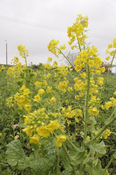 周囲の景観を彩る菜の花=岡山県津山市小田中の丘陵地で