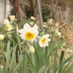 二十四節気「小寒」　スイセン咲き始め　寒さに耐え咲く姿にりりしさ感じ／岡山・津山市