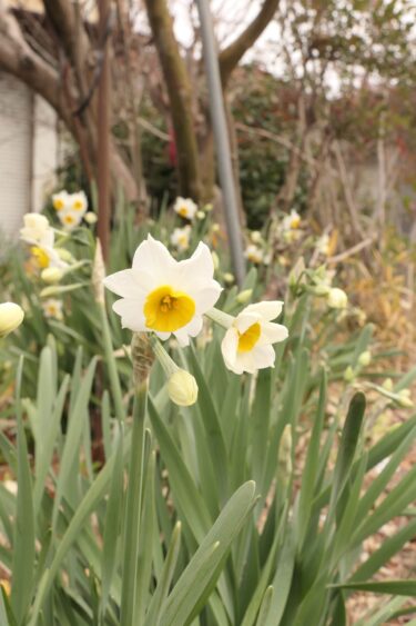 白と黄色のコントラストが印象的なスイセン=岡山県津山市、城西地区で