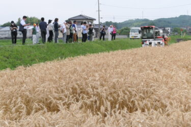 小麦を収穫する様子を見学する参加者=岡山県津山市で