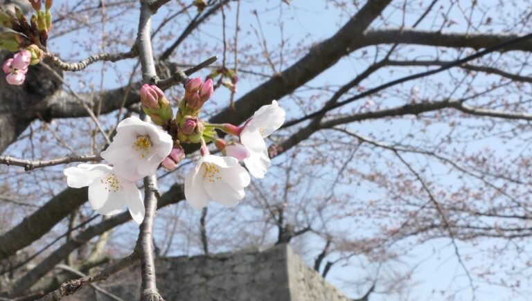 咲き始めた津山城の桜=岡山県津山市で